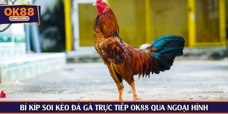Bí kíp soi kèo đá gà trực tiếp OK88 qua ngoại hình
