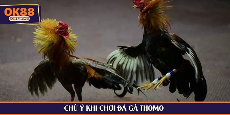 Chú ý khi chơi đá gà Thomo 