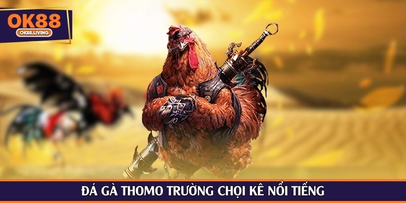 Đá gà Thomo trường chọi kê nổi tiếng