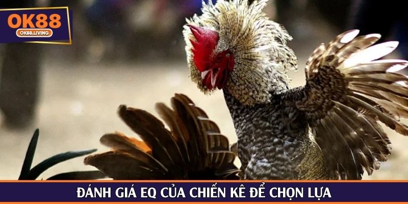 Đánh giá EQ của chiến kê để chọn lựa