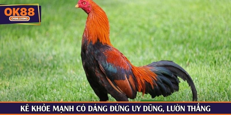 Kê khỏe mạnh có dáng đứng uy dũng, lườn thẳng