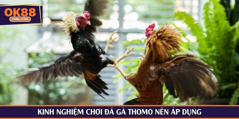 Kinh nghiệm chơi đá gà Thomo nên áp dụng