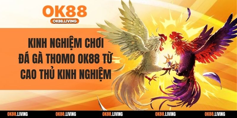 Kinh Nghiệm Chơi Đá Gà Thomo OK88 Từ Cao Thủ Kinh Nghiệm