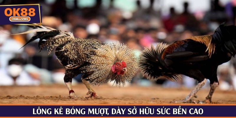 Lông kê bóng mượt, dày sở hữu sức bền cao