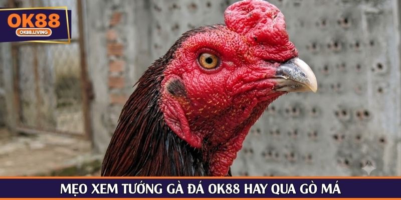 Mẹo xem tướng gà đá OK88 hay qua gò má