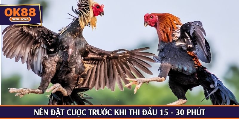 Nên đặt cược trước khi thi đấu 15 - 30 phút