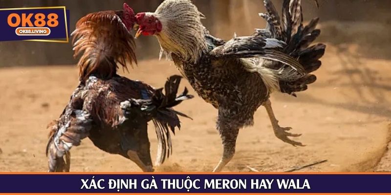 Xác định gà thuộc Meron hay Wala